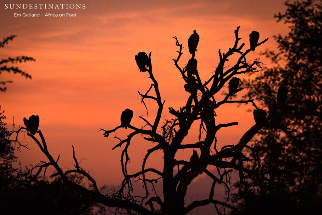 Vultures waiting for a chance at the carcass; silhouetted by the sunrise