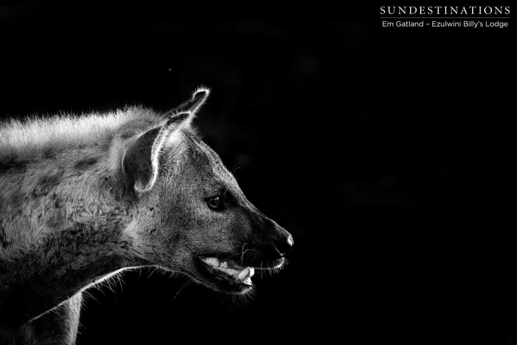 A spotted hyena, alert with hunger and the anticipation of a free meal