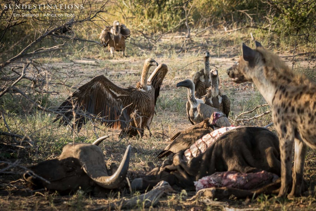 Hyenas and vultures move in as the lions leave the carcass