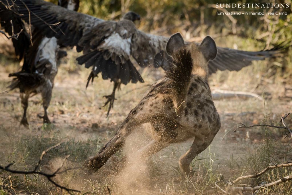 Hyenas chasing the vultures away from the carcass