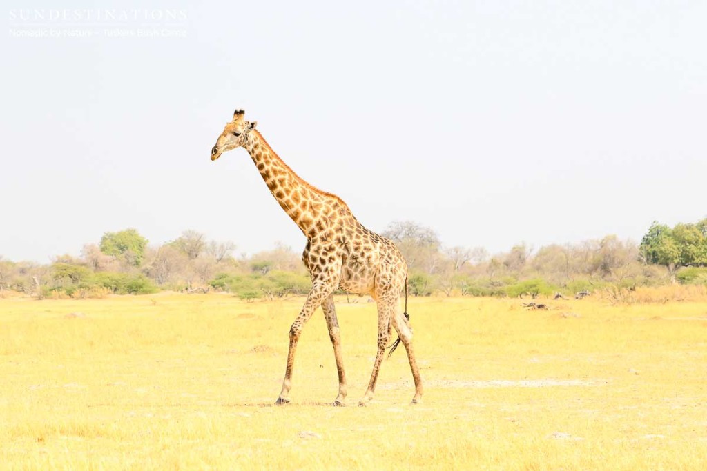 Moremi Game Reserve Self Drive from Tuskers Bush Camp