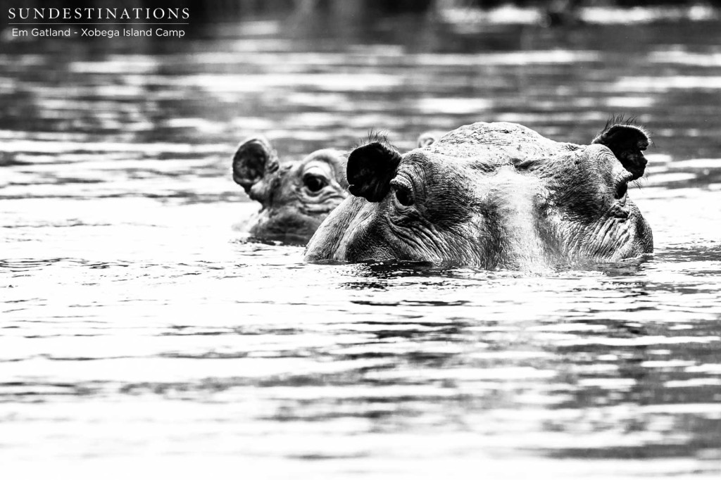 Beady eyes in black and white - several tonnes of hippo lurking beneath the Delta waters