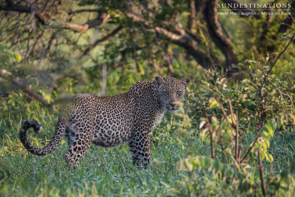 Bundu continued to follow the hyenas from a distance