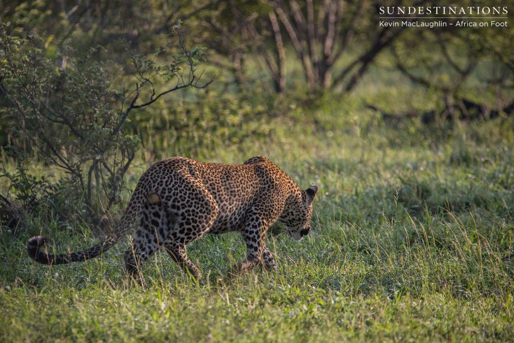 Following the hyenas through the bush