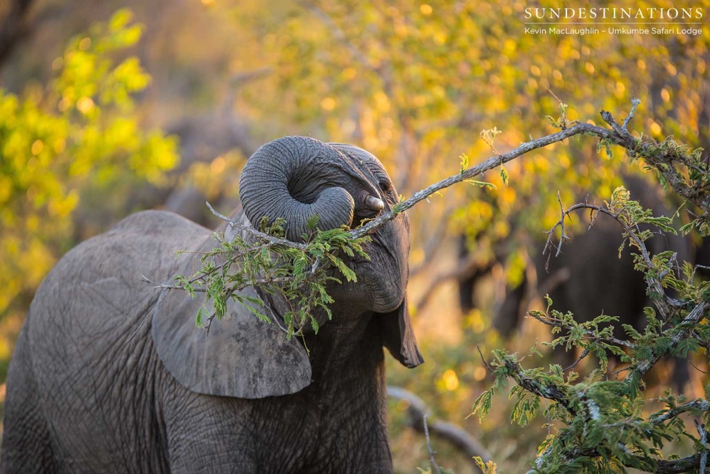 Autumn colours appearing in the leaves, while elephants grasp hungrily at the remaining summer greenery