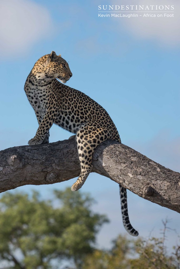 Agility and balance, innately born into the exquisite leopardess, Cleo