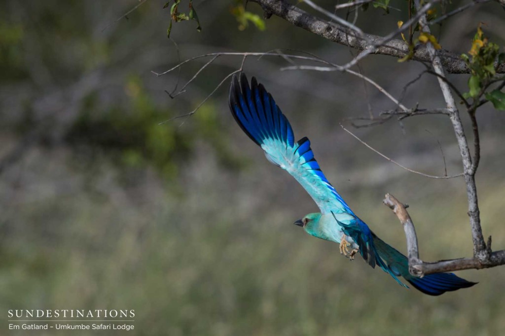A brush of bright blue paints the flight path of a European roller