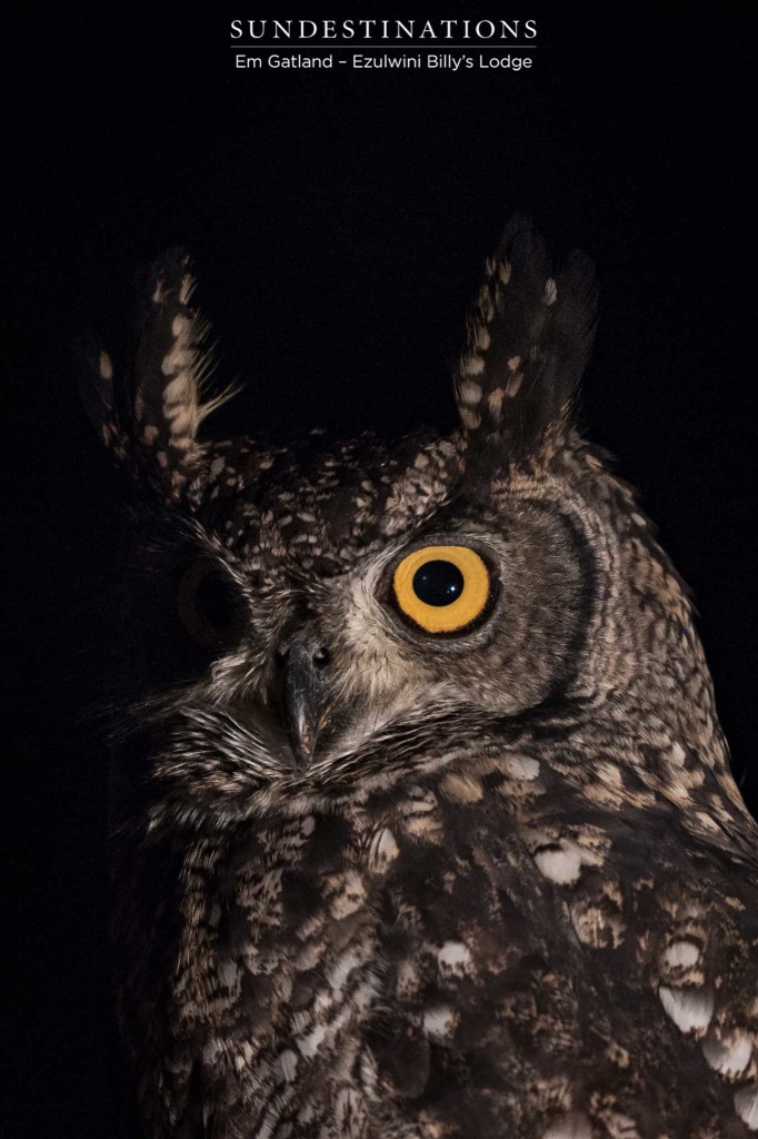 Alert, punishing - the spotted eagle owl is a night hunter with military precision 