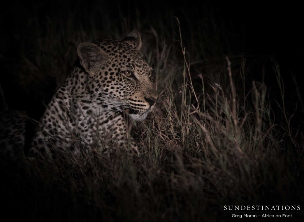 Bundu young male leopard