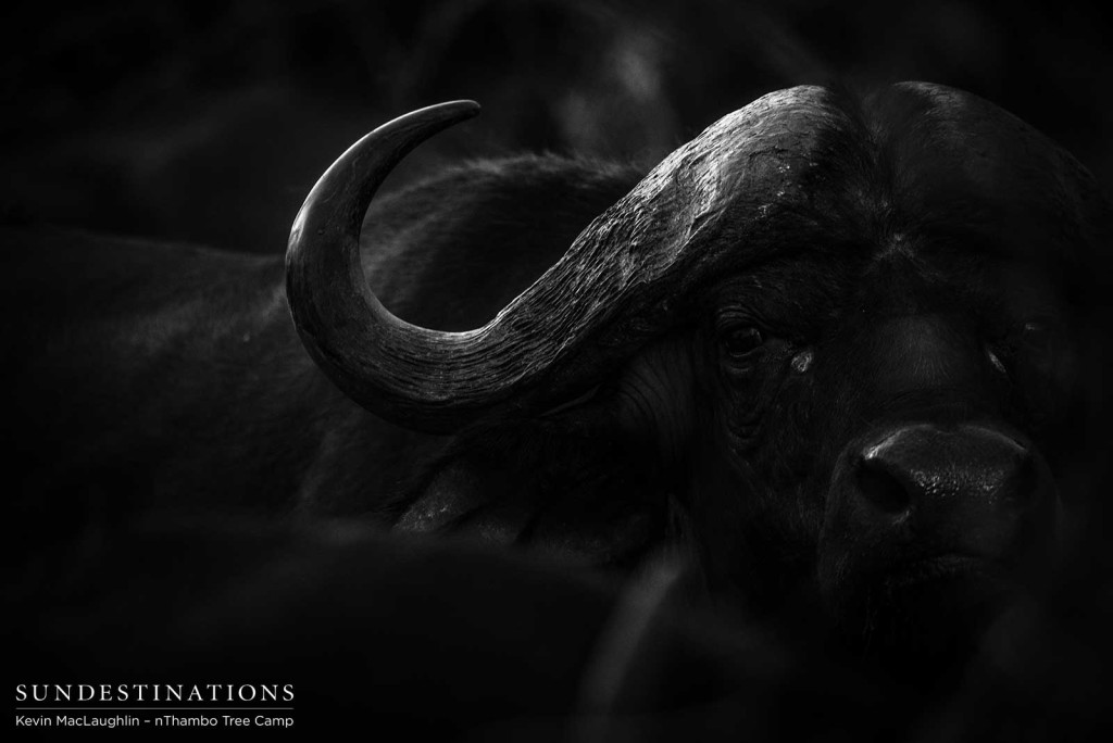 Buffalo in the shadows