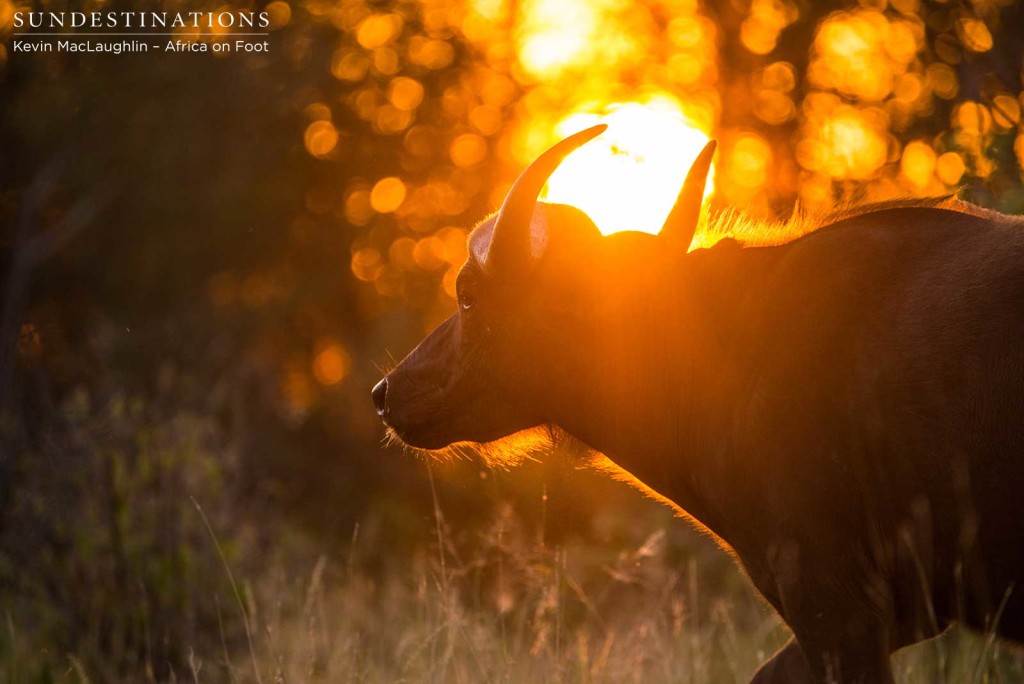 Buffalos in amber light