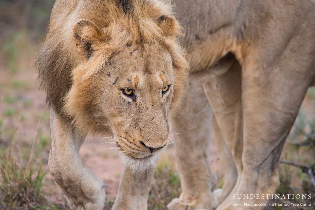 Two unknown male lions at Africa on Foot