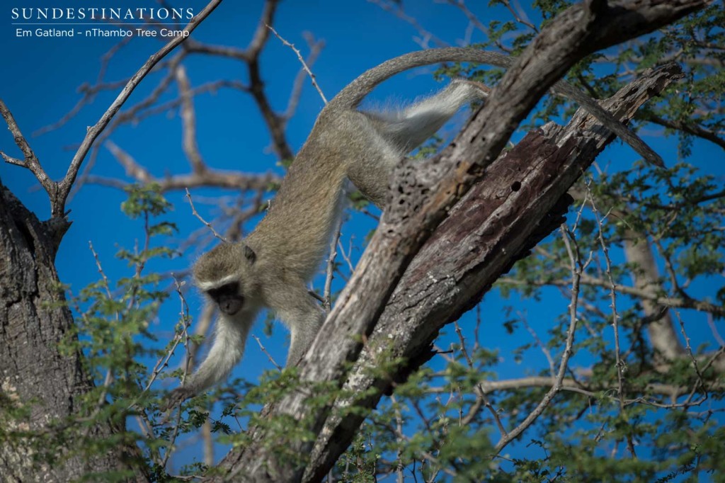 Vervet monkeys clambering in the trees