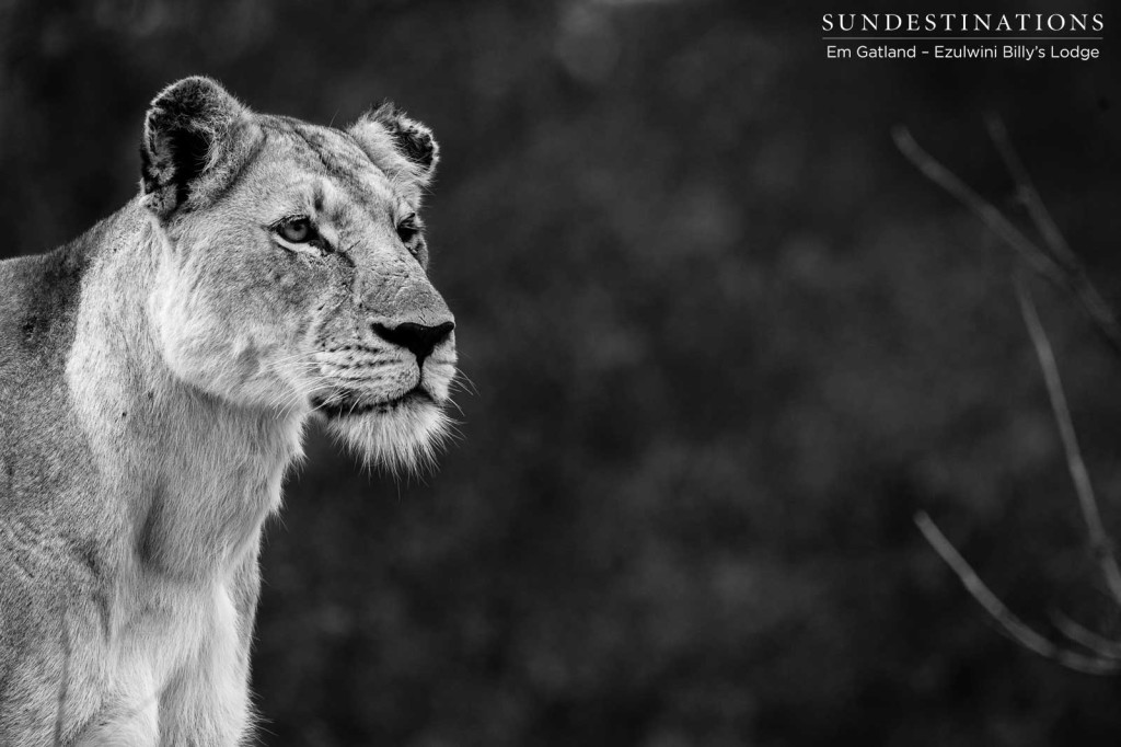 A lioness looks on into the distance, captured in black and white, effortlessly elegant