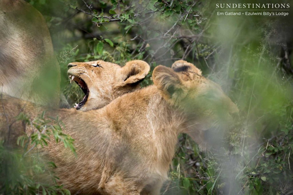 Growing up wild, a pair of lion cubs toughen each other up in preparation for life in the bushveld