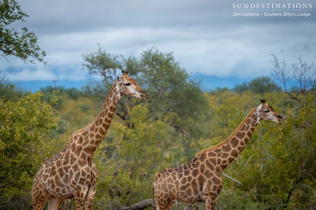 Layers of sky, thicket, and Africa's tallest mammals ambling through the wilderness