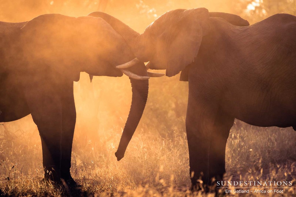 Elephant antics caught in the surreal, auburn-hued dust clouds at sunset