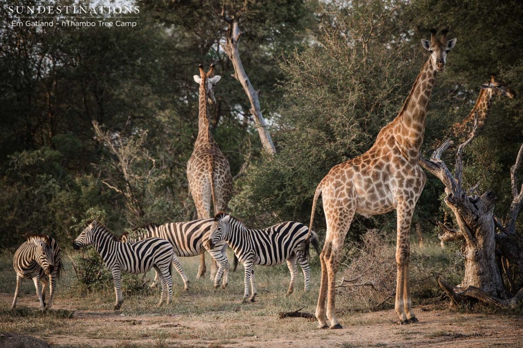 A congregation of giraffe and zebra