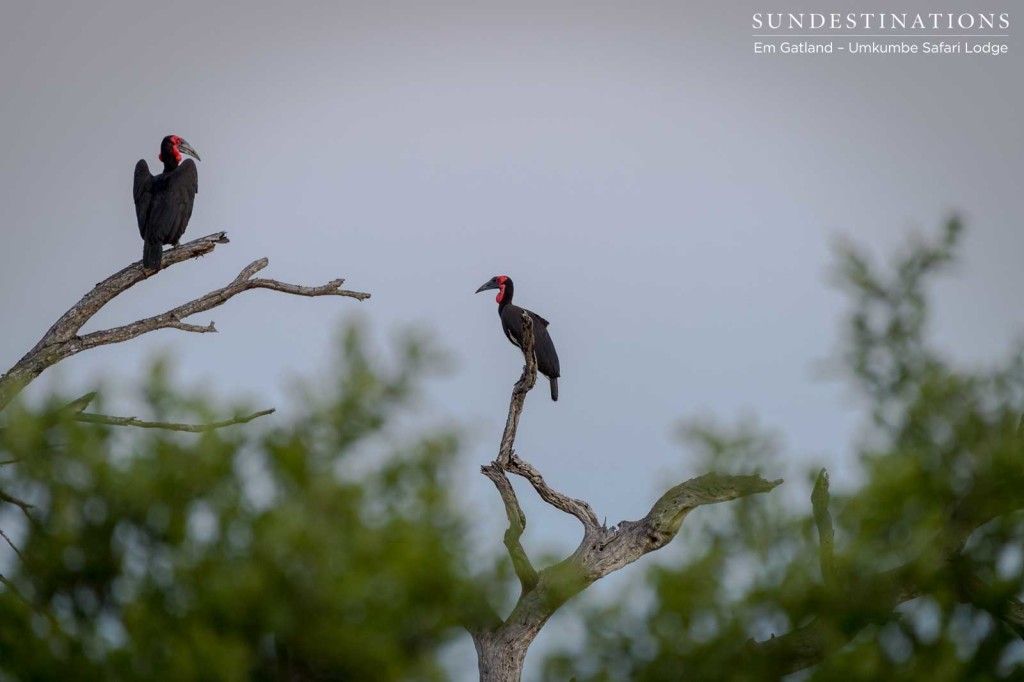 A gentle evening haze falls over the bushveld as we admire a pair of endangered ground hornbills