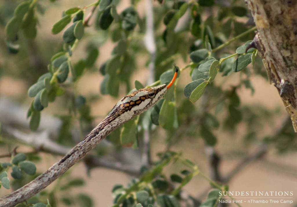 Vine snake on the move through the trees