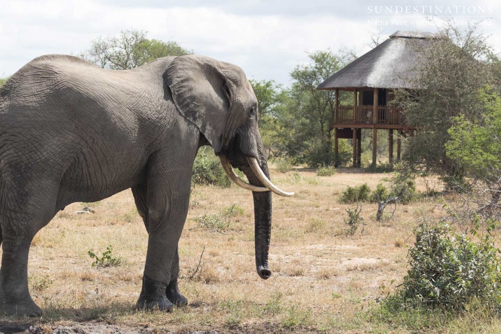 Elephant visitors occupy the open area in front of nThambo Tree Camp