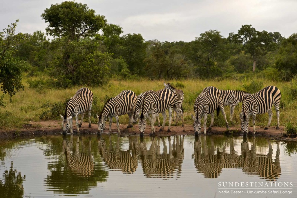 A herd of zebra meets its reflection in the surface of a waterhole