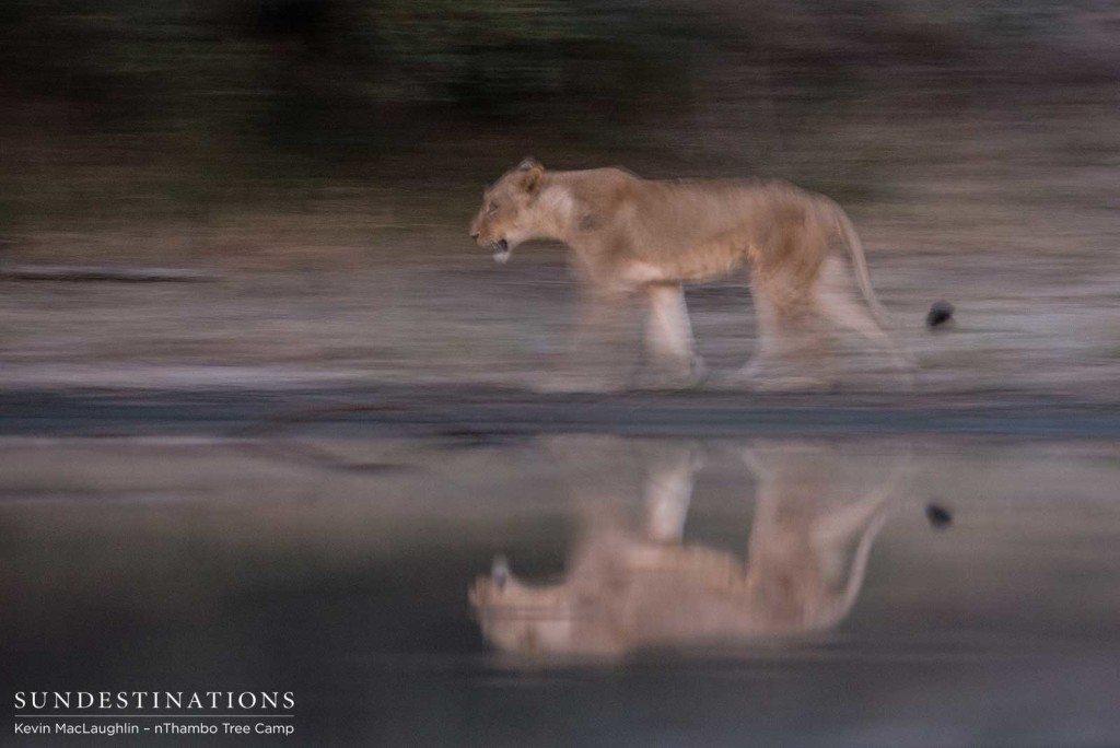 Still water capturing the reflection of a lioness on the move