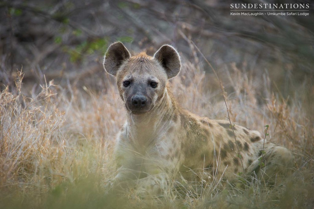 A hyena's interest is piqued as he catches sight of us