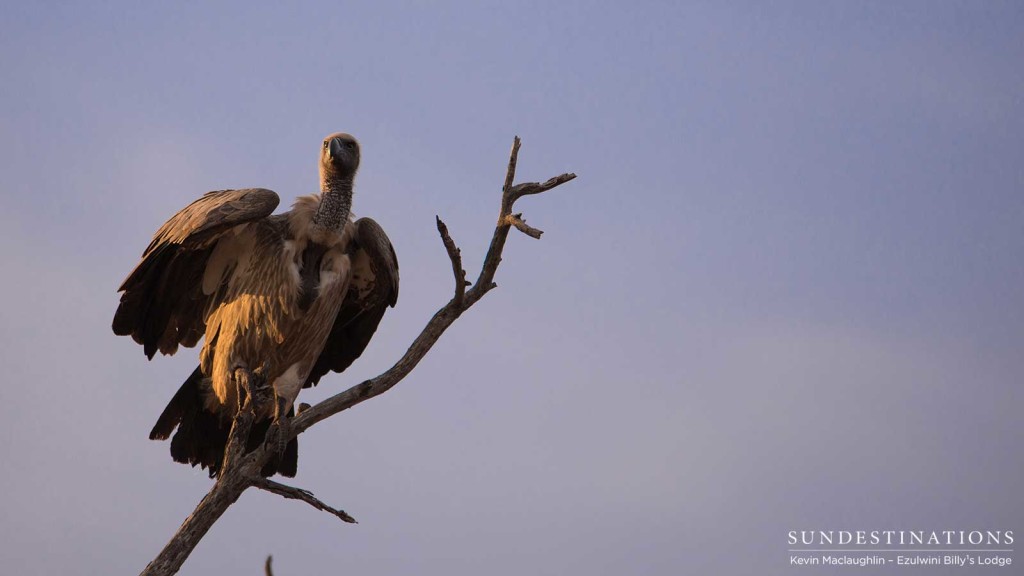 Moments before take off, a white-backed vulture catches the warm glow of the evening sun