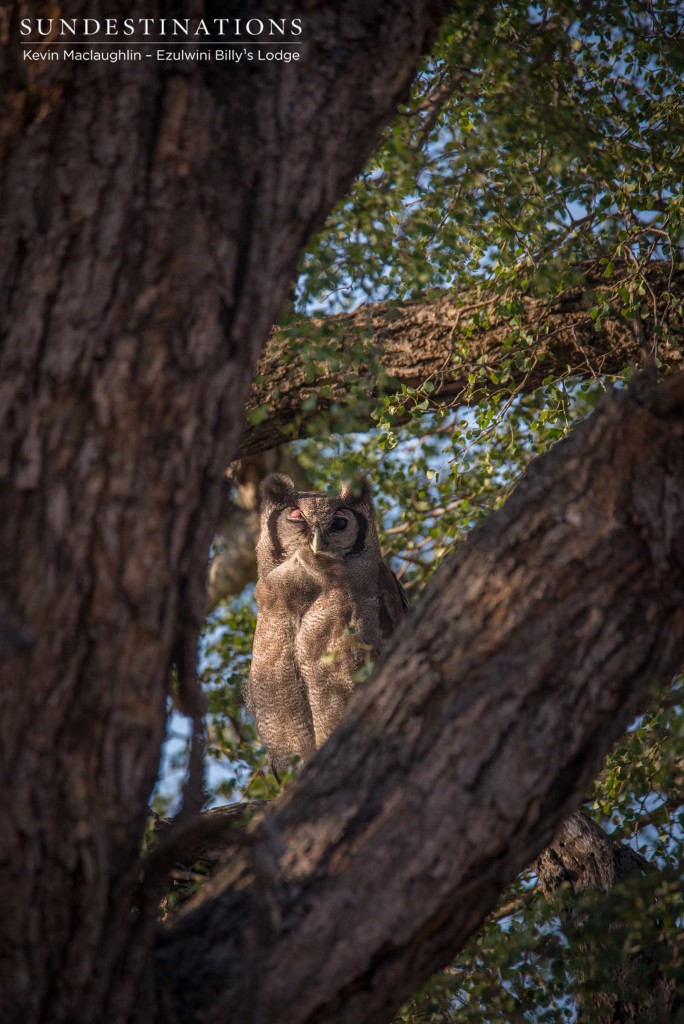 Sleeping with one eye open, a Verreaux's eagle owl gazes down lazily from its perch up high