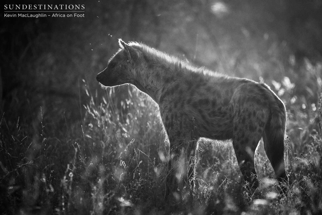 Late afternoon backlighting, shrouding this hyena with a silver lining