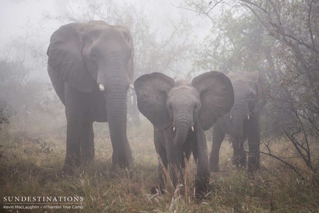 African giants on a misty morning