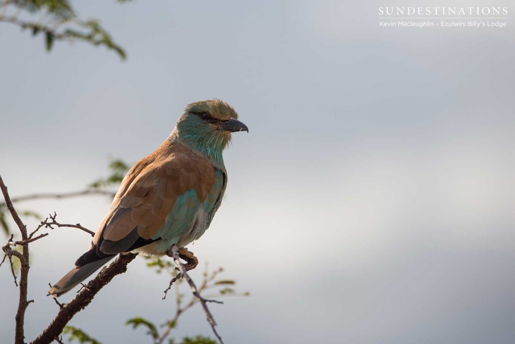 A European roller shows off the cinnamon dusting on its wings as it perches in wait of an unsuspecting insect