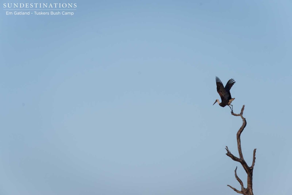 A woolly-necked stork takes flight from a height