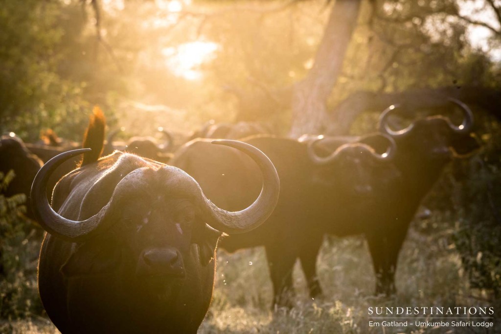 Never to be underestimated as docile bovids, the buffalo is perhaps the most dangerous animal of the bush