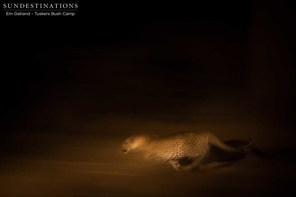 Leopard gives chase in the darkness