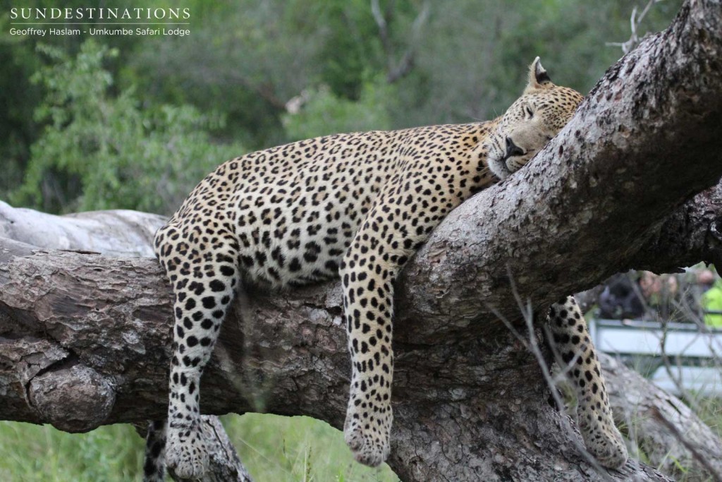 Mxabene, confident in his safety as a leading predator in the Sabi Sand wilderness