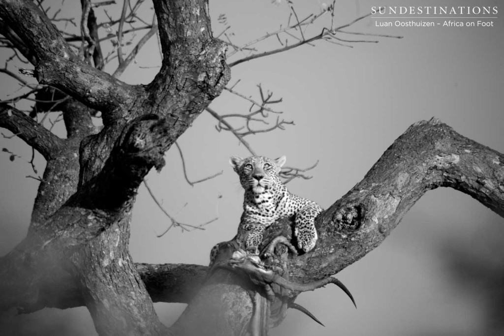 Reigning from the trees, Bundu surveys his surroundings