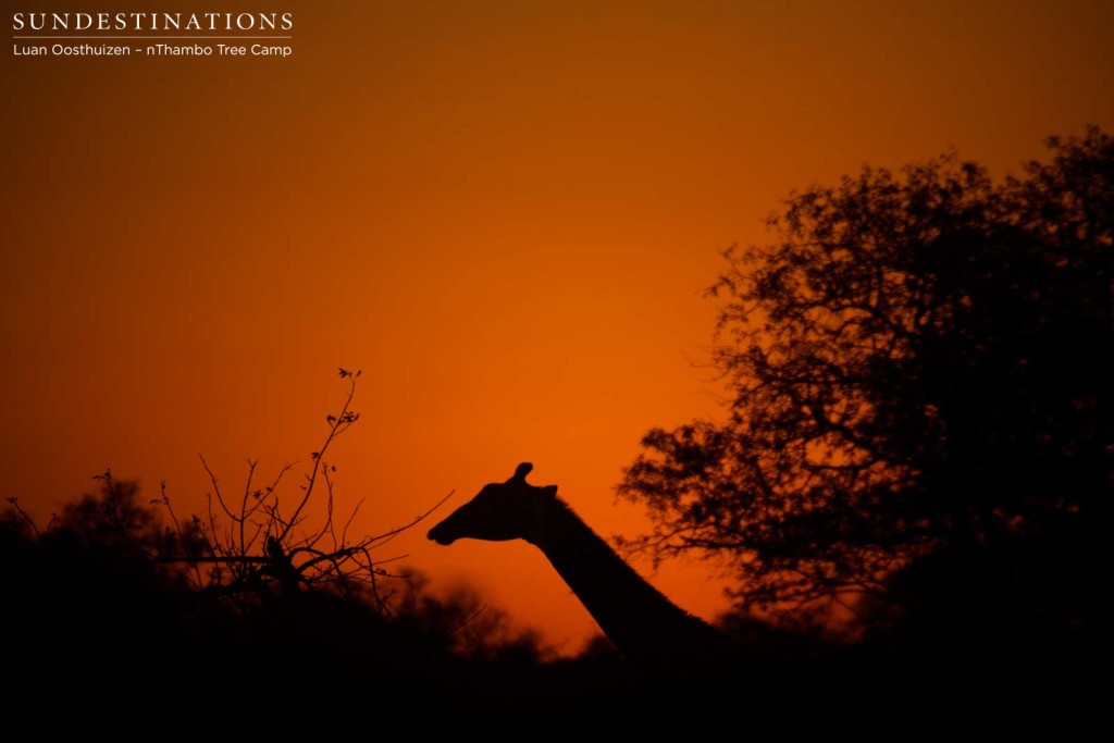 Slow and silent, a giraffe is silhouetted in the last of the burnt orange sunset