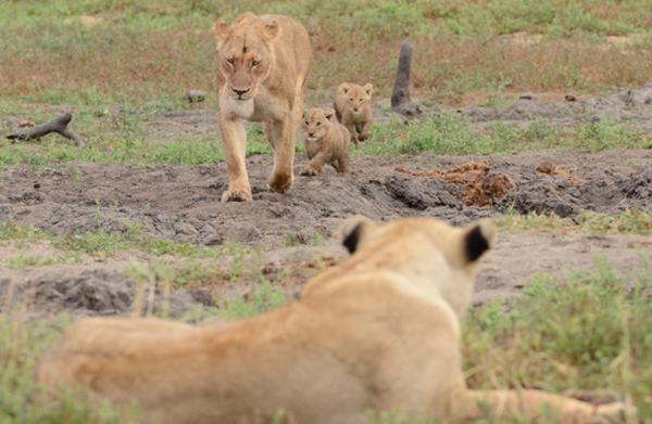 Lion Cubs Being Introduced to the Ross Pride Lion Cubs Being Introduced to the Ross Pride