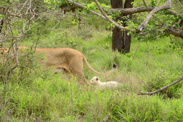 White lion cub White lio cub in the Klaserie