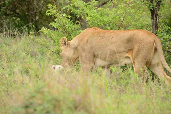 Lion with white lion cub New white lion cub born into the Ross Pride