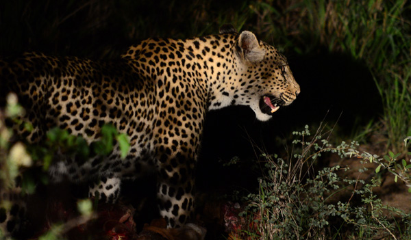 Leopard on a kill Leopard Kill in the Klaserie