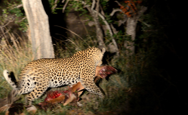 Cleo dragging the impala kill to a tree Cleo dragging the impala kill to a tree