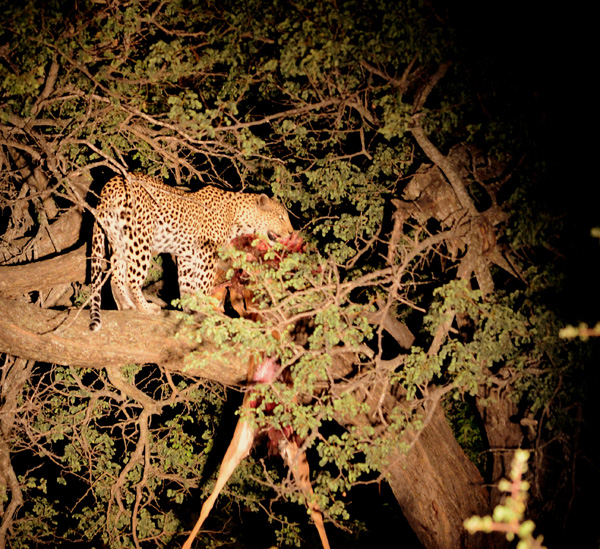 Cleo in the tree with an impala kill Cleo in the tree with an impala kill