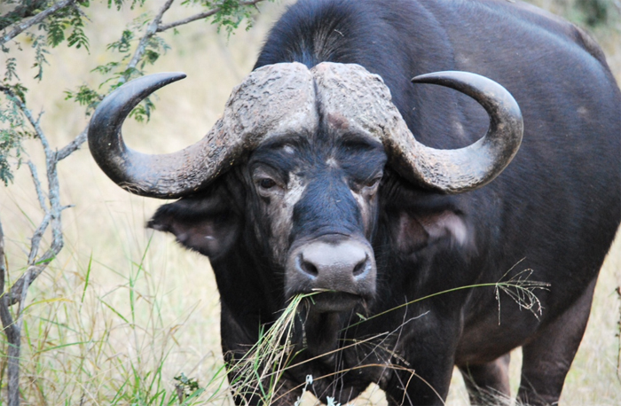 Buffalo in the Klaserie