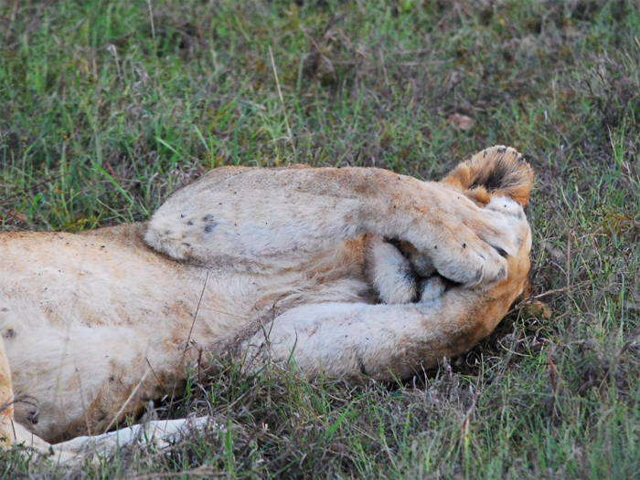Ross Pride Lioness