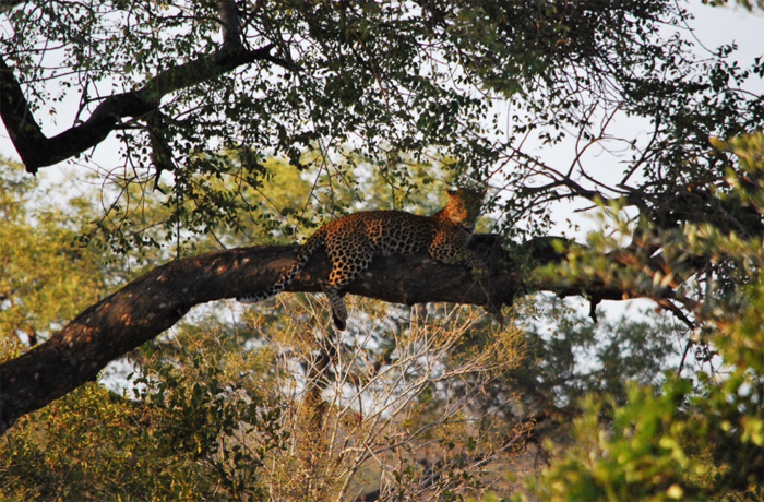 Cleao the leopard