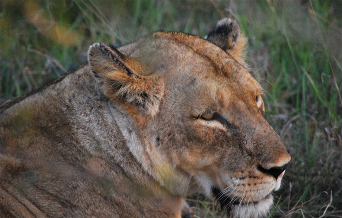 Klaserie - Ross Pride - Female