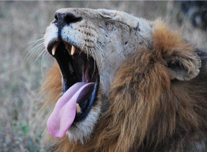 Trilogy of lions